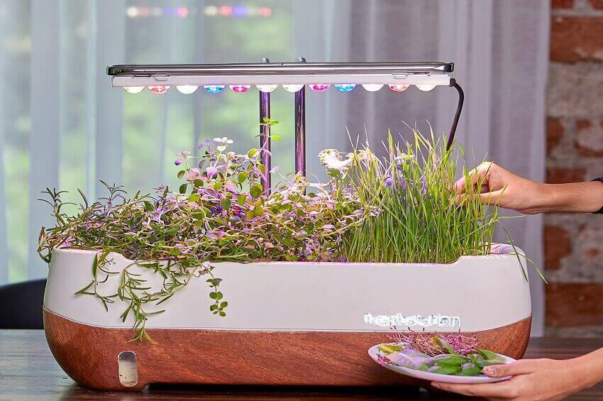 10 Best Indoor Herb Garden Kits 2024 | HGTV