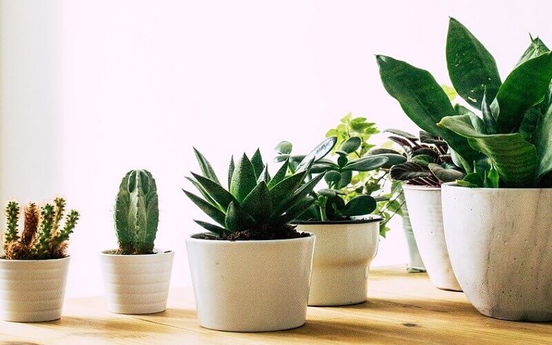 pot for indoor vegetable garden