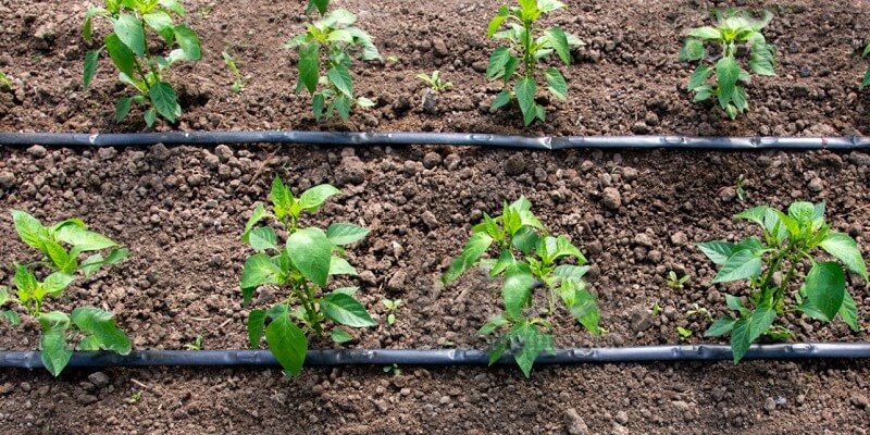 drip irrigation system