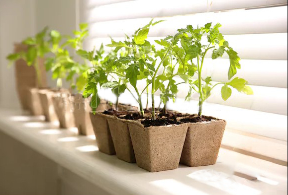 growing tomatoes indoors