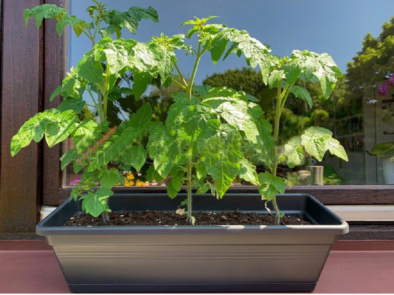 how to grow tomatoes indoors