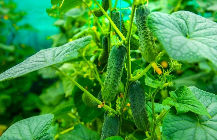 cucumber