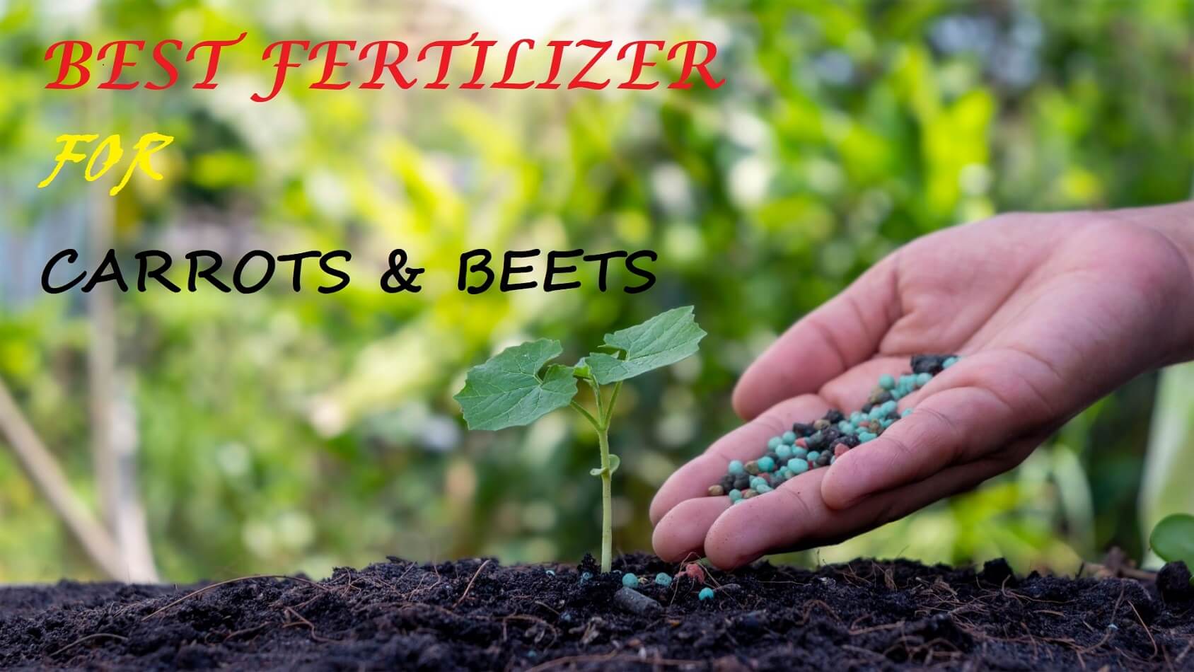 best fertilizer for carrots and beets