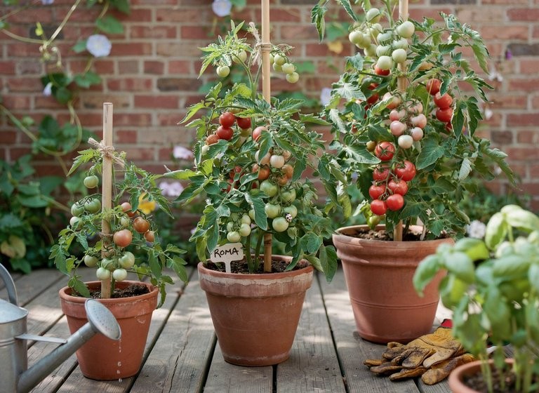 roma-tomatoes